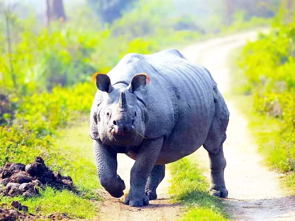 असम: काजीरंगा राष्ट्रीय उद्यान में गैंडे ने वन रक्षक पर हमला किया, घायल