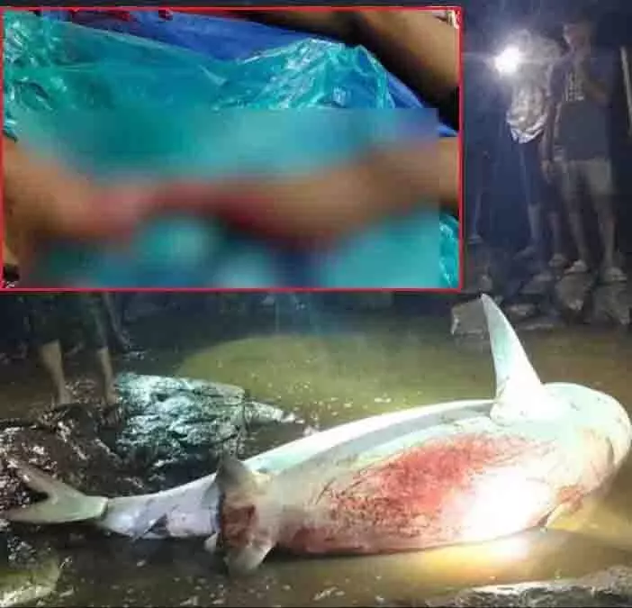 मछली पकड़ने वाले युवक का खूंखार शार्क ने काटा पैर, देखें वीडियो