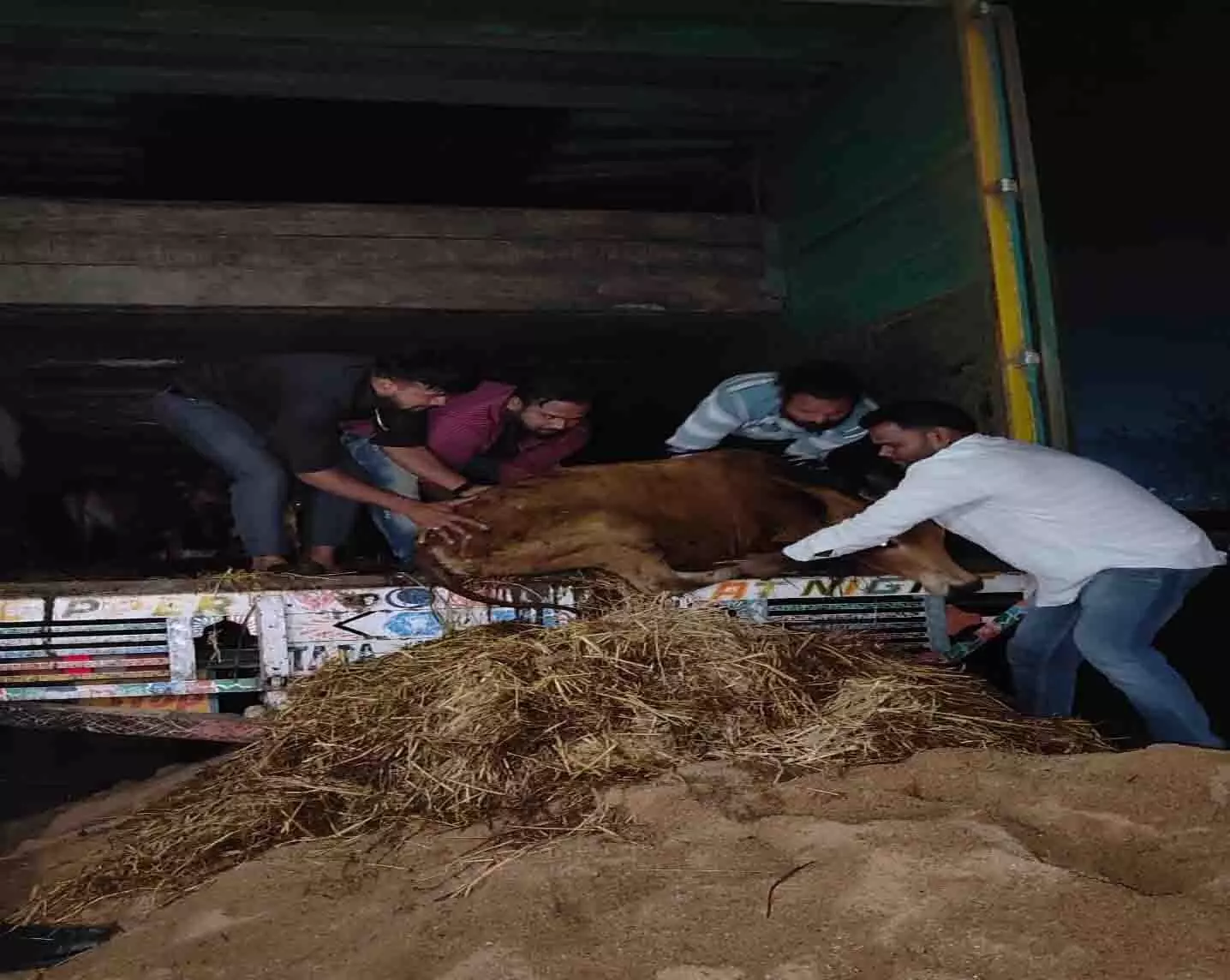 गौ सेवकों ने 100 गायों की तस्करी को रोका, देखें रेस्क्यू का LIVE VIDEO...