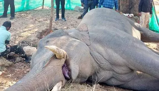 करंट लगाकर हाथी को मारा, जिम्मेदार ग्रामीणों की होगी गिरफ्तारी