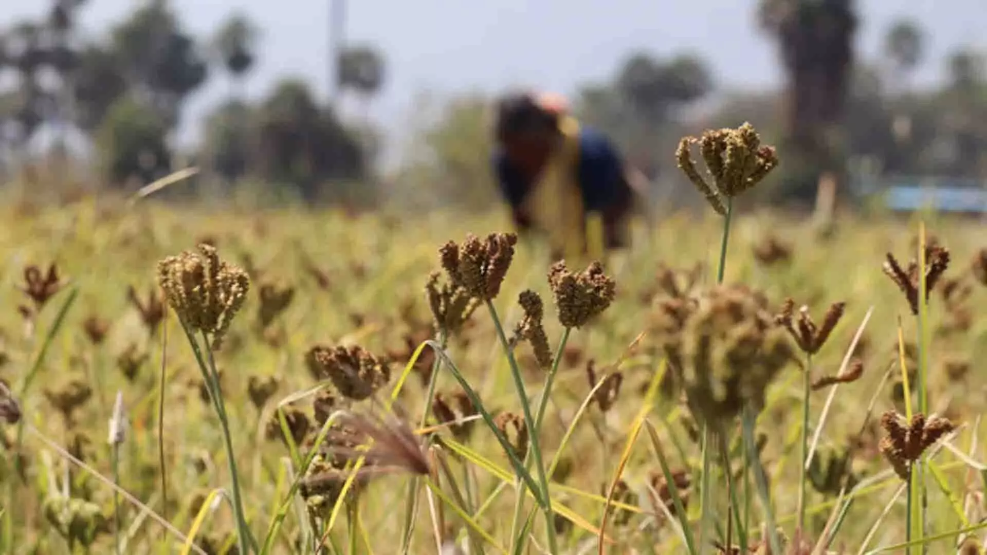 Odisha: परस्पर विरोधी मानदंडों के कारण रागी की खरीद रुकी