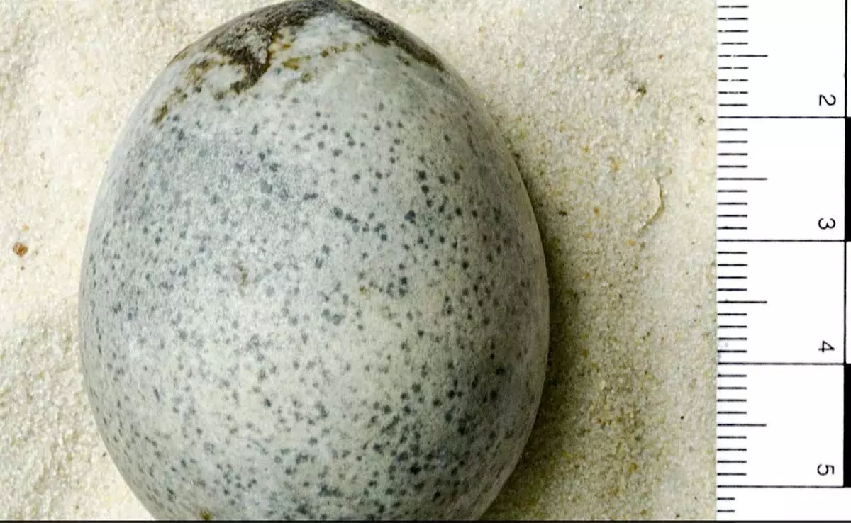 वैज्ञानिकों को पूरी तरह बरकरार जर्दी वाला 1700 साल पुराना रोमन अंडा मिला