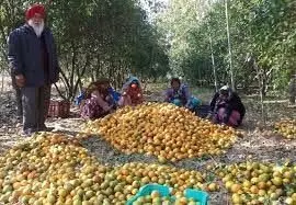 अबोहर में पंजाब एग्रो ने किन्नू की खरीद शुरू की