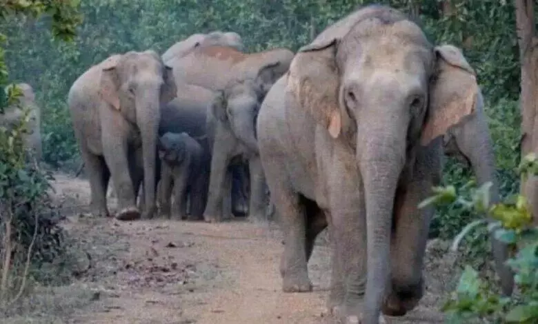 हाथी हमले में क्यूआरटी सदस्य की मौत, 6 लोग घायल