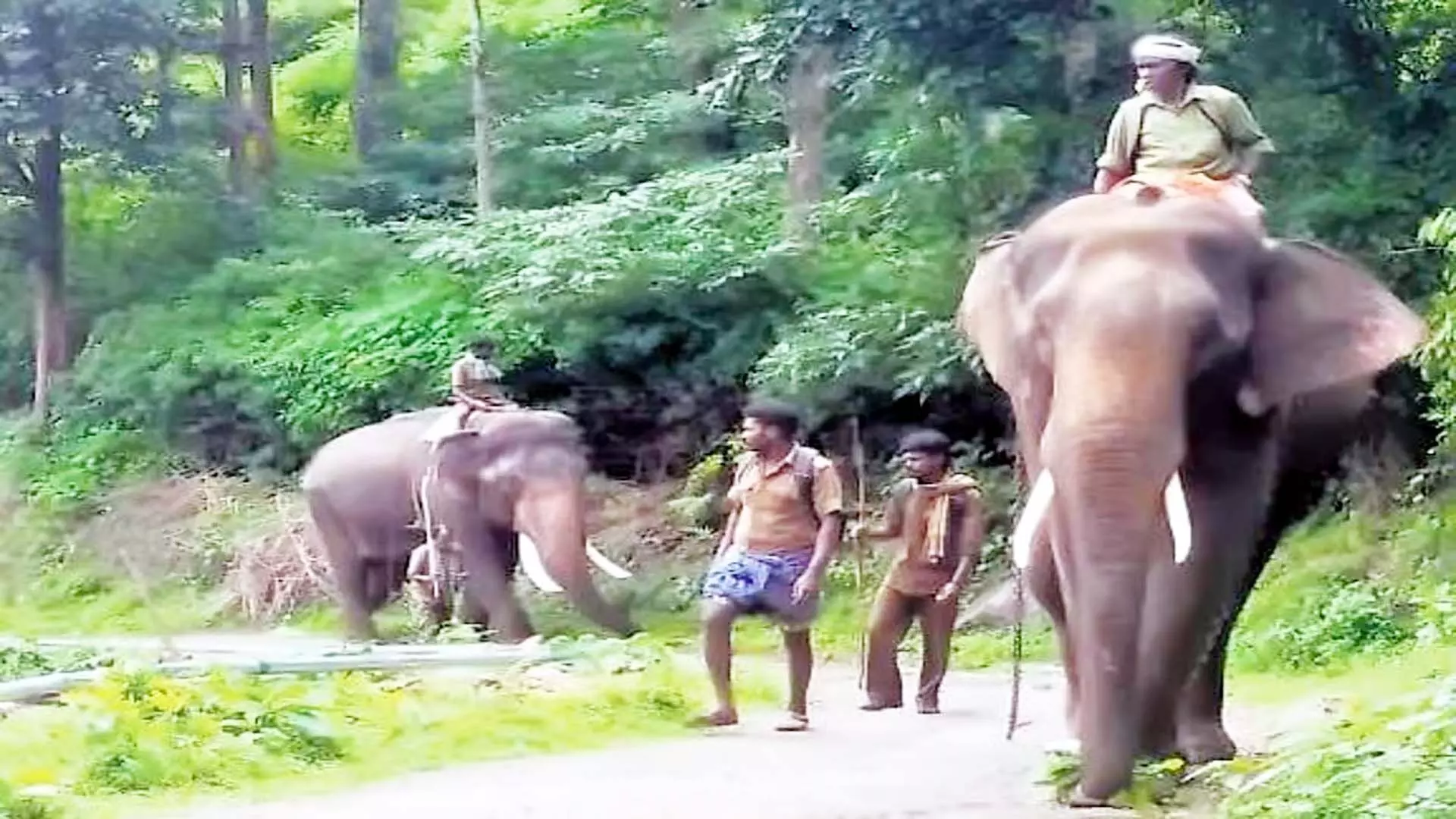 कोयंबटूर में जंगली हाथियों पर नजर रखने के लिए दो कुमकी
