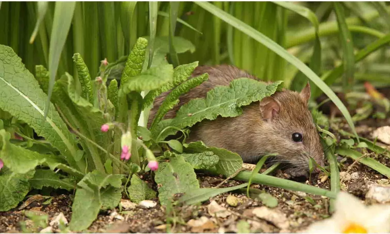 इन पौधों को बनाएं अपनी बगिया का हिस्सा,अगर चूहों ने मचा रखा है गार्डन में आतंक