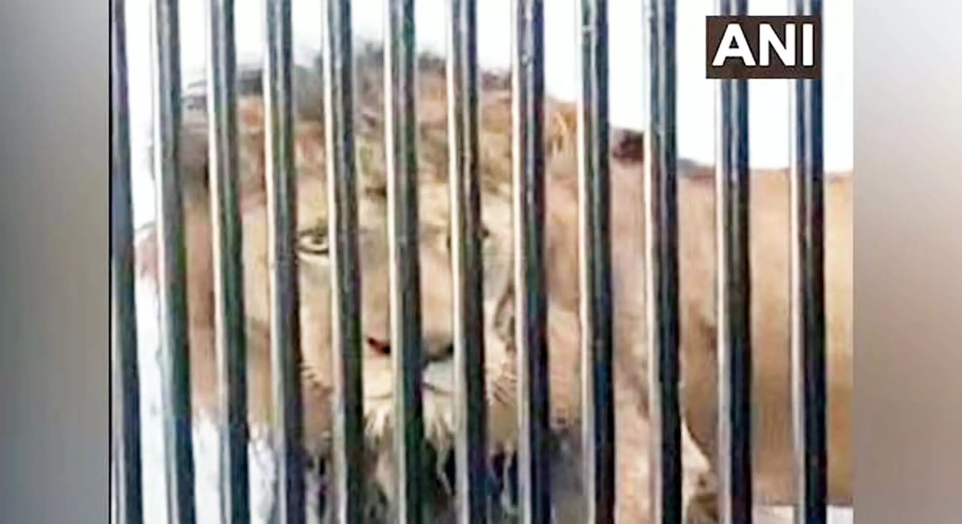 तिरूपति चिड़ियाघर में एशियाई शेर ने 38 वर्षीय व्यक्ति को मार डाला