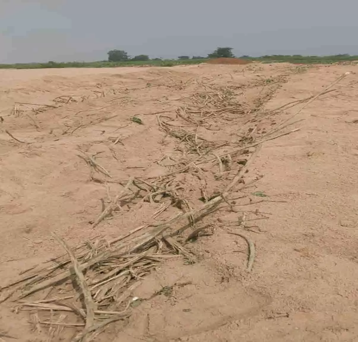 सरकड़ा घाट में रेत की चोरी, छुटभैय्या कांग्रेसी नेताओं का मिल रहा संरक्षण