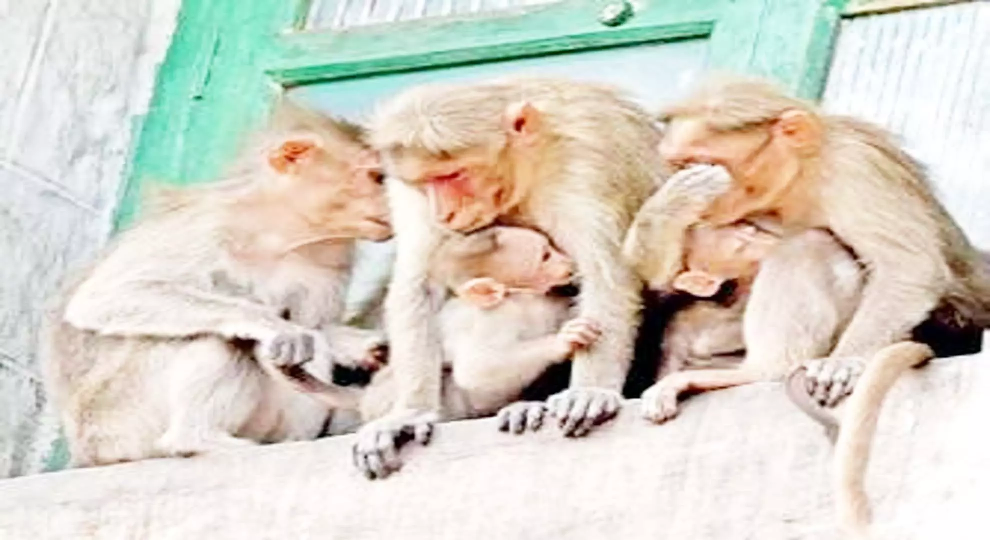 कावेरी कर्नाटक से फैले बंदर बुखार के खिलाफ प्राकृतिक बाधा है