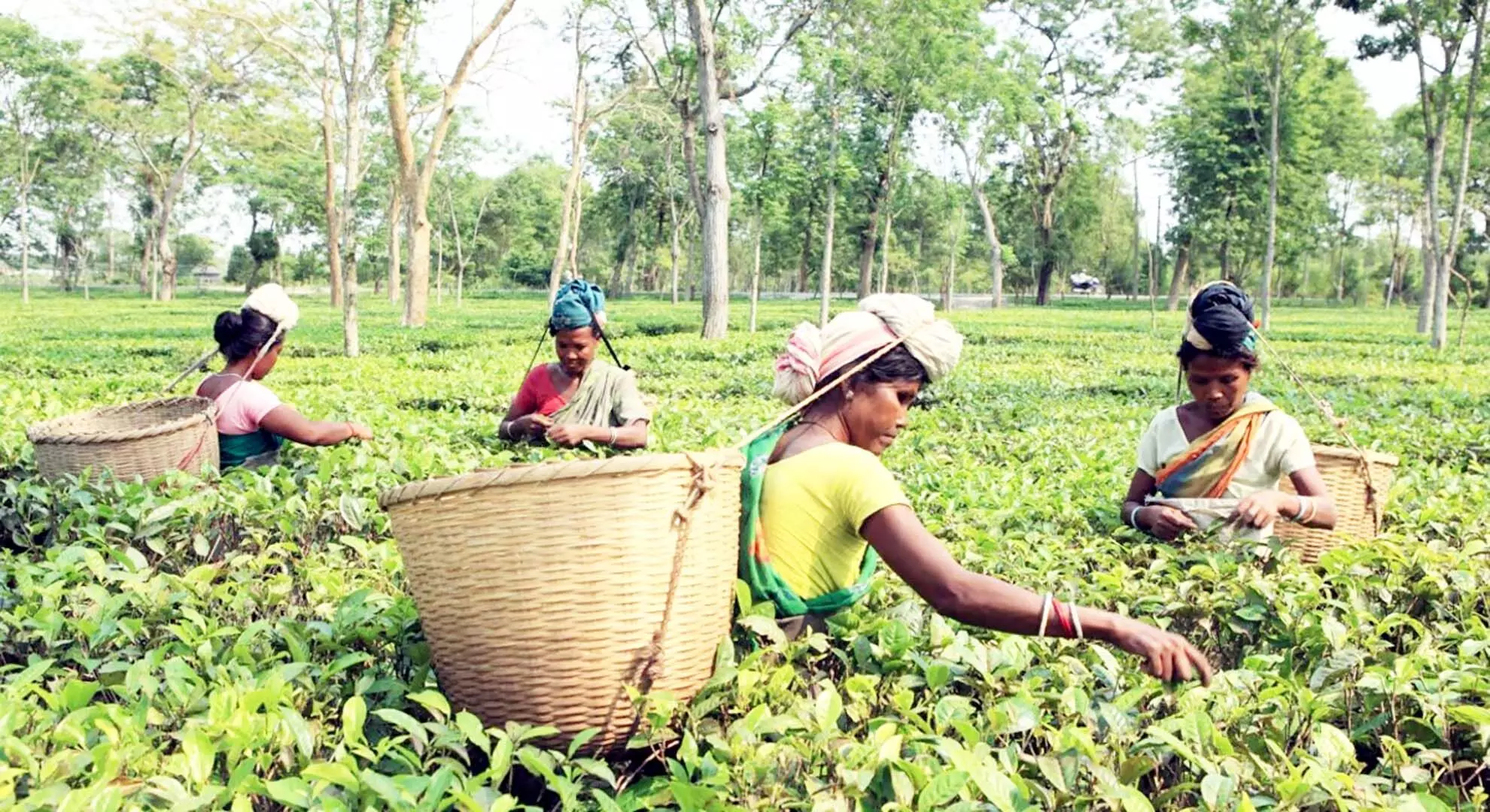 असम: डेमो में चाय श्रमिकों, कर्मचारियों की सार्वजनिक बैठक आयोजित की गई