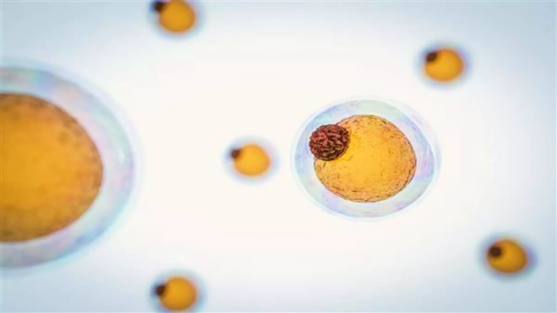 दुर्लभ वसा अणु कोशिका मृत्यु को बढ़ाने में मदद करता है- अध्ययन