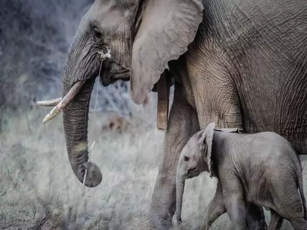 कन्नूर में माओवादी समूह पर जंगली हाथी ने हमला किया
