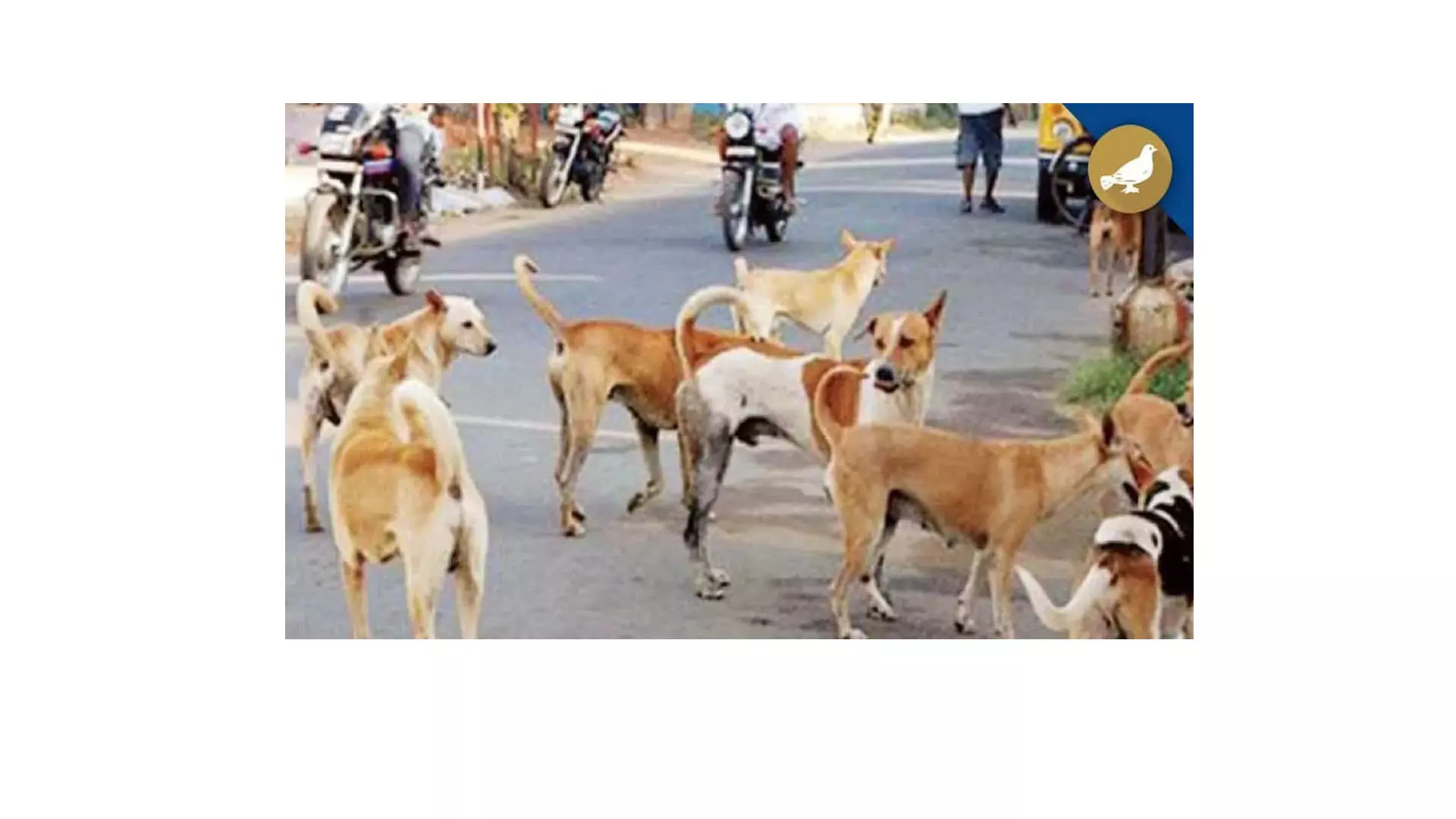 तेलंगाना: नकाबपोश लोगों ने महबूबनगर में 20 आवारा कुत्तों की गोली मारकर हत्या कर दी