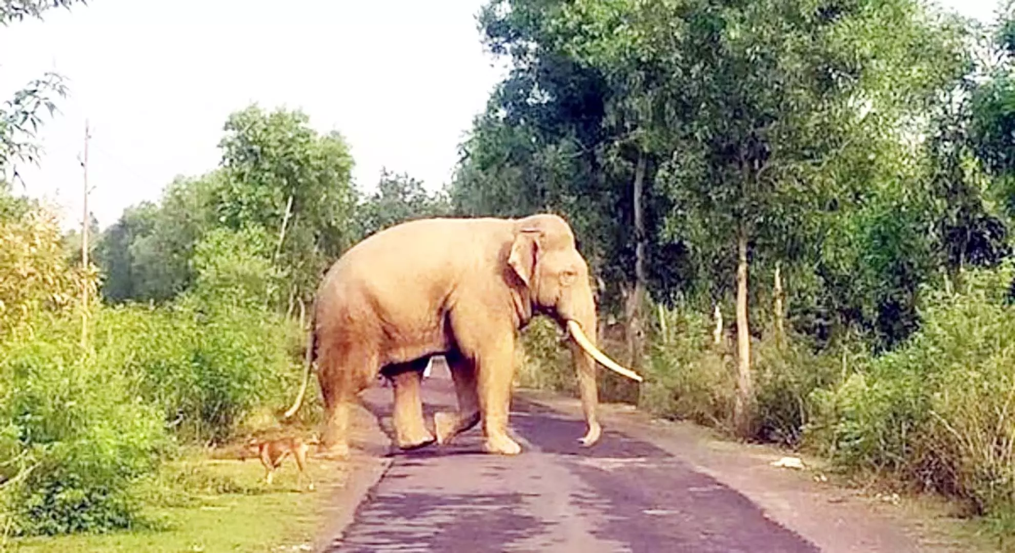 वायनाड में जंगली हाथी के हमले में एक और की मौत, एक हफ्ते में दूसरी मौत