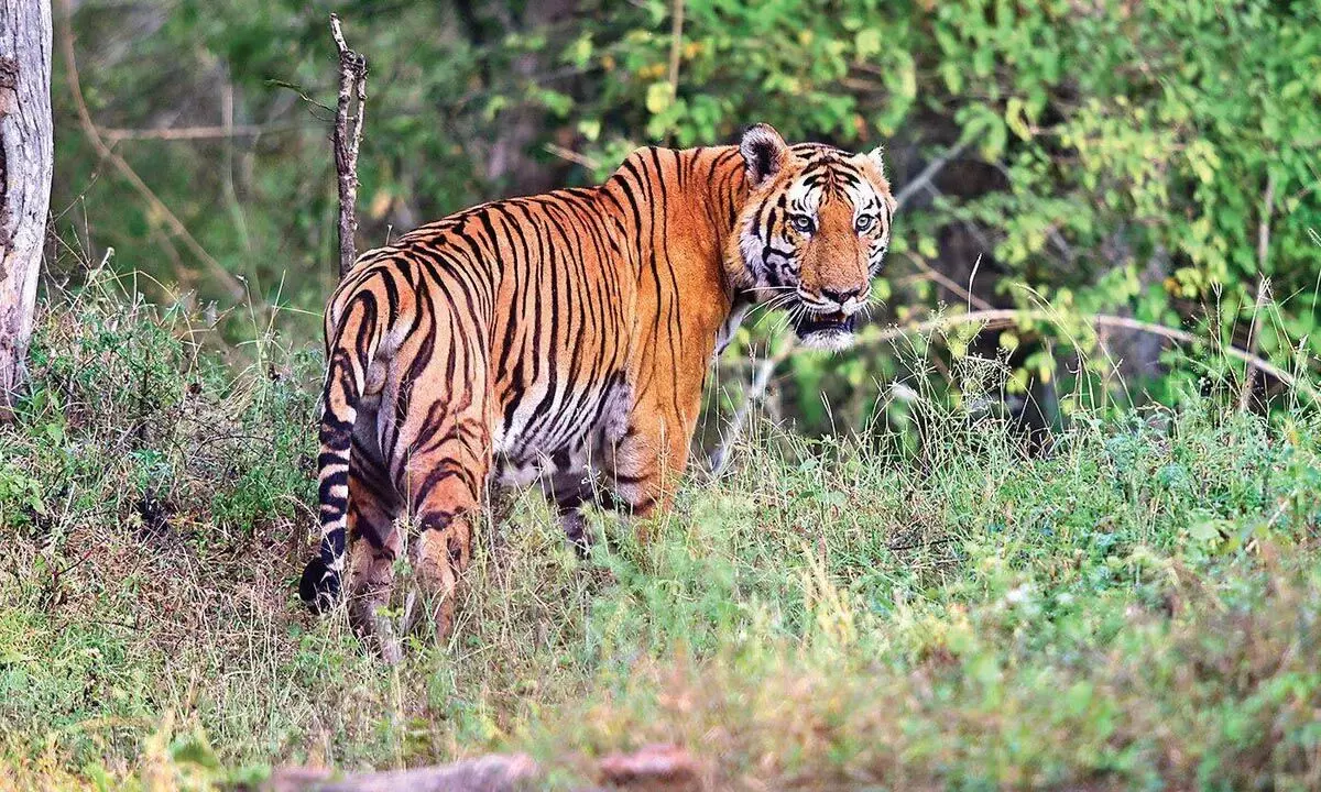 केरल के पुलपल्ली में बाघ को ट्रैंकुलाइज़ करने का आदेश जारी किया गया