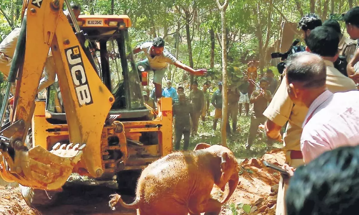 केरल के मलयट्टूर में जंबो बछड़ा परित्यक्त कुएं में गिर गया, 3 घंटे के बाद बचाया गया