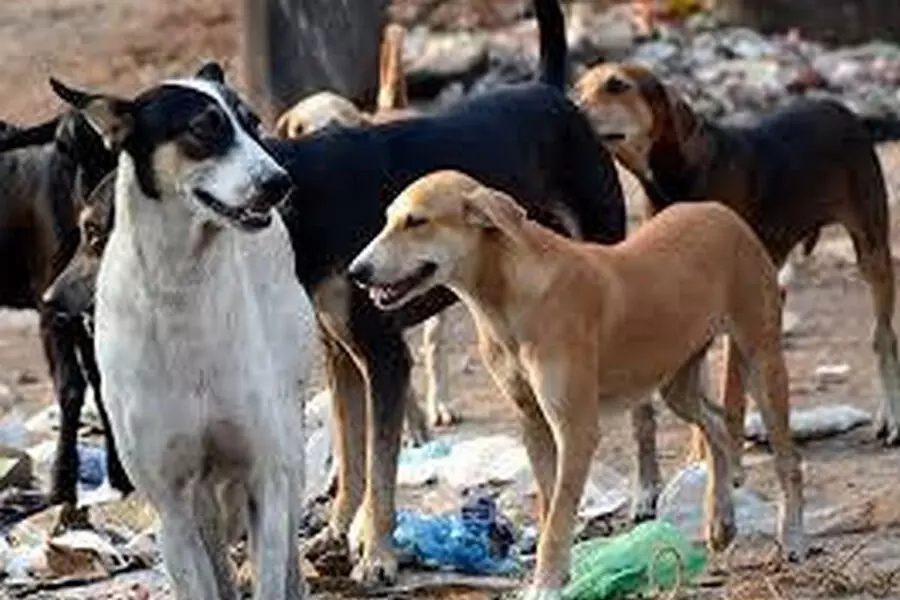 Telangana News :  20 से अधिक आवारा कुत्ते मृत मिले