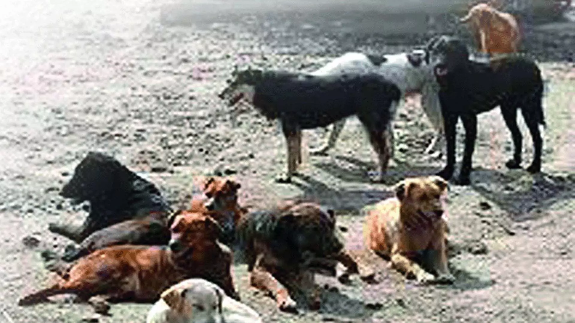 आवारा कुत्तों की शूटिंग: महबूबनगर पुलिस ने जांच तेज की, तलाश शुरू की