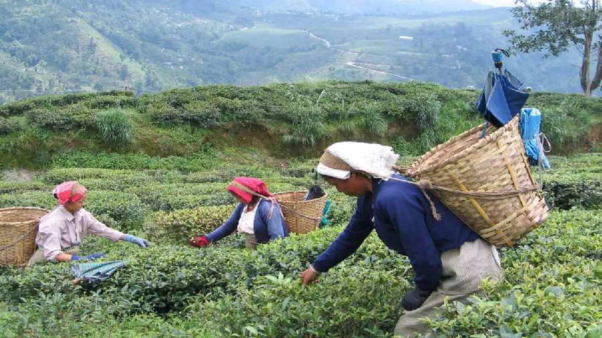 चाय श्रमिकों को जागरूक करने के लिए तृणमूल कांग्रेस का चाय व्यापार संघ डुआर्स में 11 दिवसीय मार्च शुरू करेगा