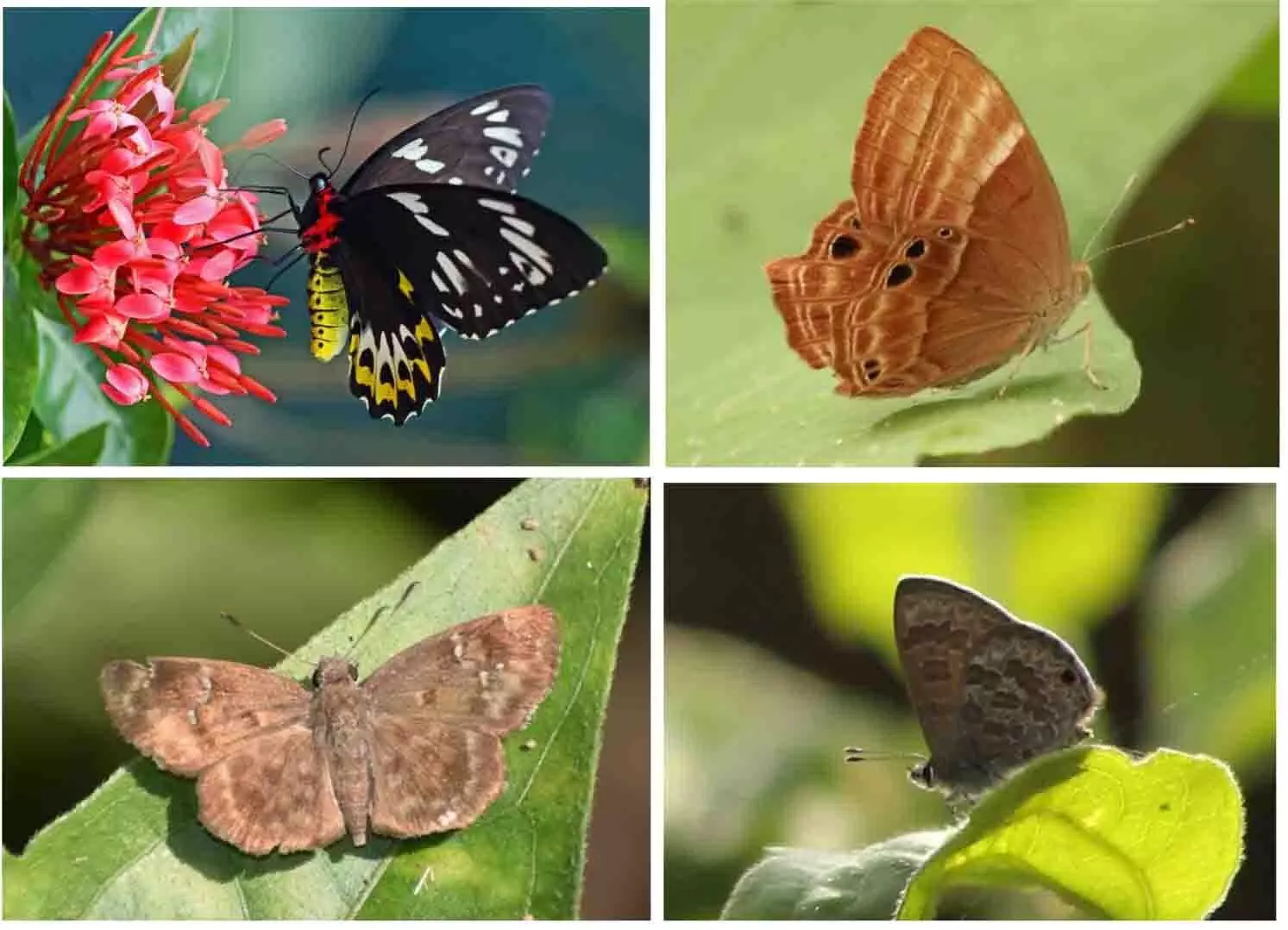 तितलियों के लिए अनुकूल 3 नई प्रजाति की हुई खोज