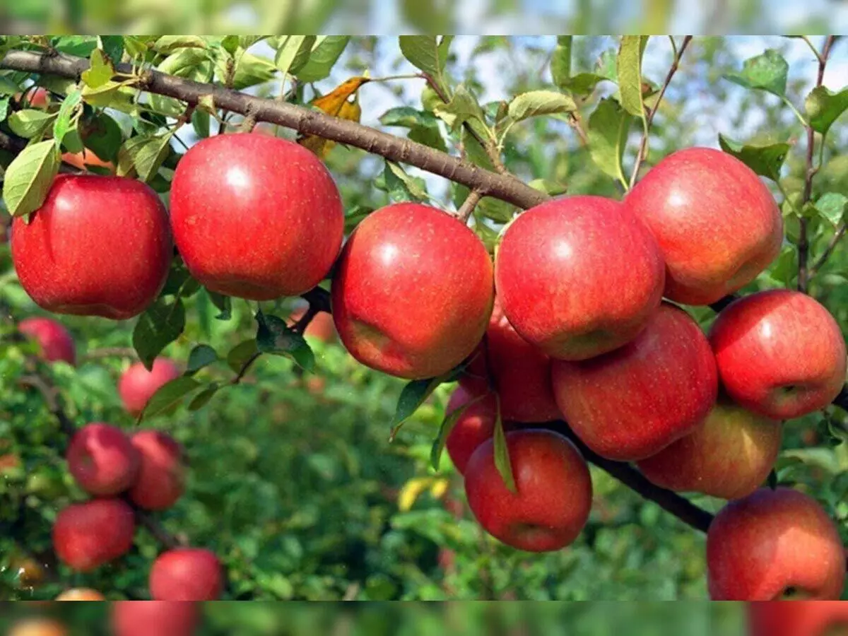 हिमाचल में अब वजन के हिसाब से बिकेगा सेब