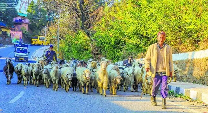 कांगड़ा जिले में डेयरी क्षेत्र के लिए बड़ा प्रोत्साहन