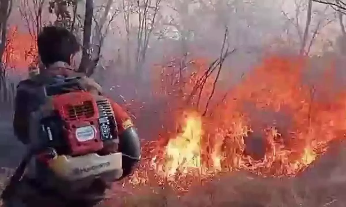 जंगल की आग ने नल्लामल्ला जंगल को तबाह कर दिया