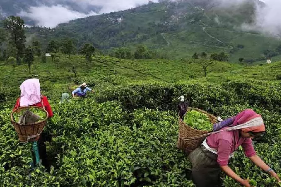 बंगाल सरकार चाय बागानों को बंद करने पर मानक संचालन प्रक्रिया लागू करेगी