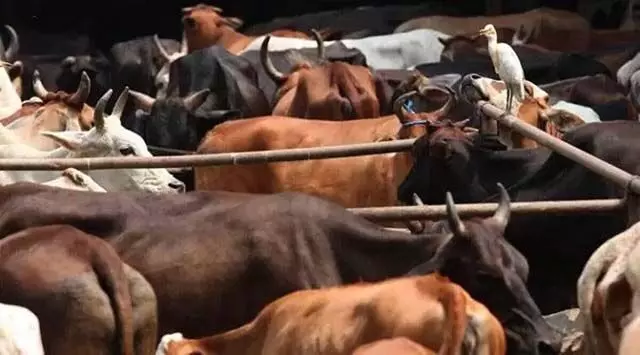 नयागढ़ में मवेशियों से भरा वाहन पलट गया, तेरह गायों की मौत