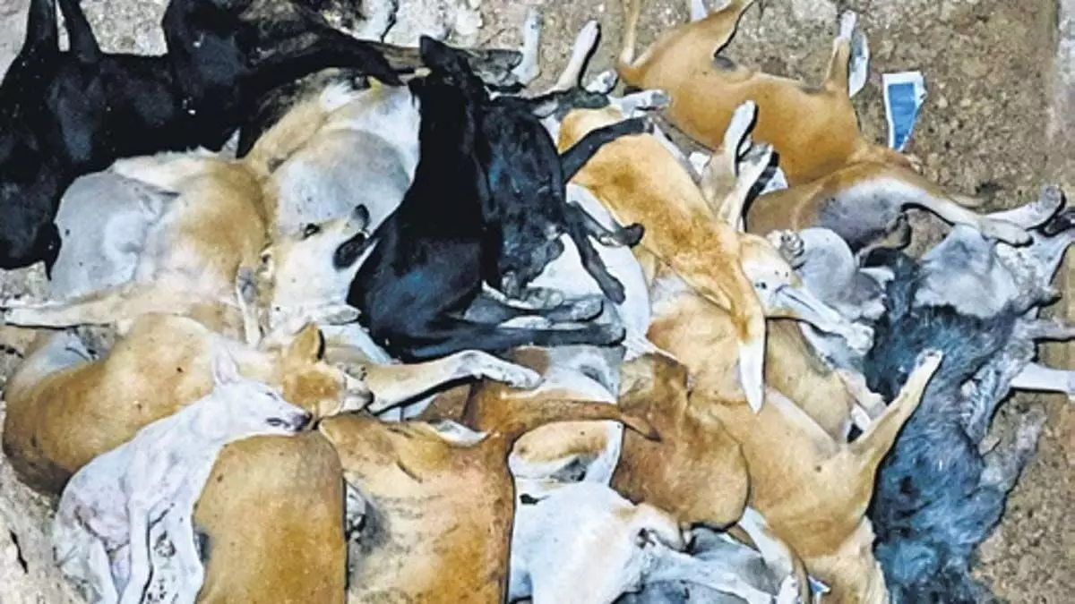 तेलंगाना: पशु कल्याण संगठनों ने विशेष अभियान में 70 कुत्तों को मारने का आरोप लगाया, जांच जारी