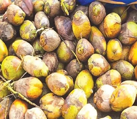 MARGAO: उपज में गिरावट से एस गोवा के नारियल उत्पादक चिंतित