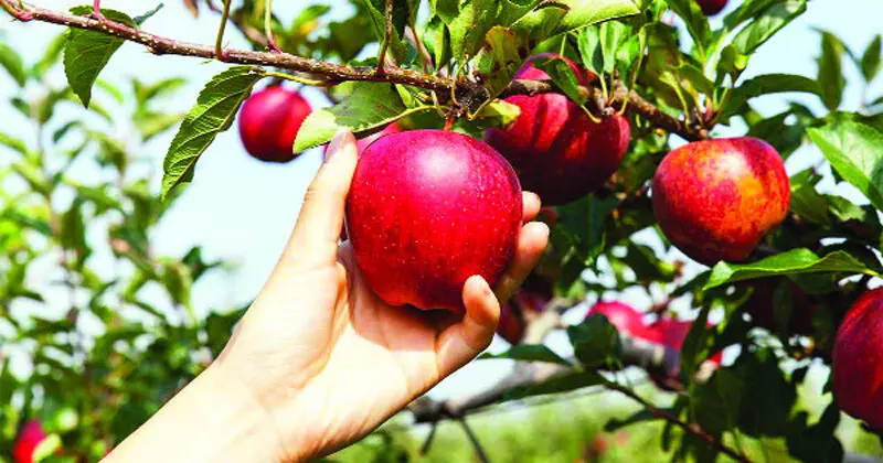 विभाग ने कश्मीर से अवैध रूप से लाई गई सेब की पालटियों की खेप पकड़ कर कार्रवाई की
