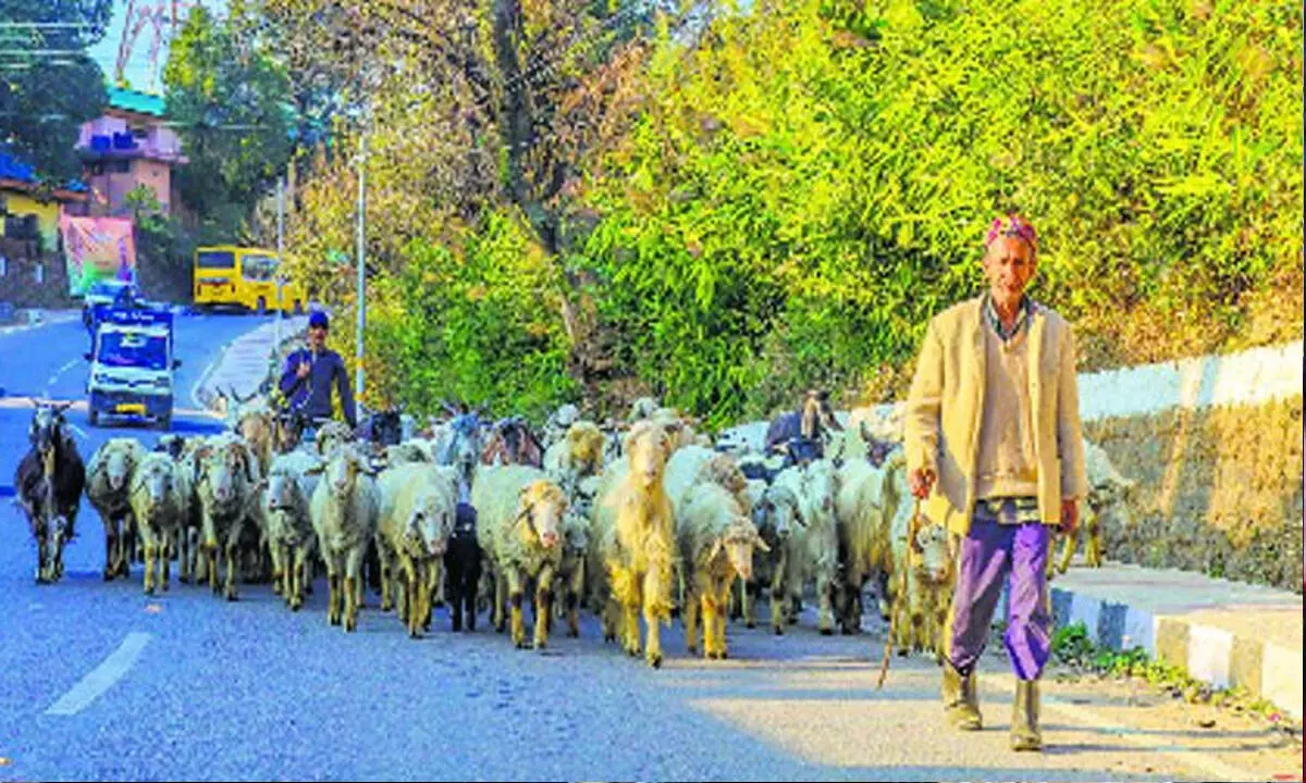 कांगड़ा जिले में डेयरी क्षेत्र के लिए बड़ा प्रोत्साहन