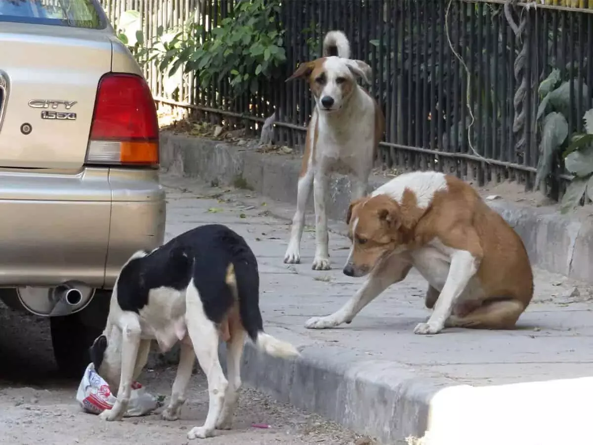 निज़ामाबाद में 70 आवारा कुत्तों की हत्या से कार्यकर्ता चिंतित