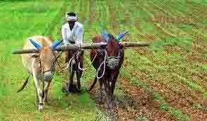 ग्रामीण कृषि विस्तार अधिकारी भर्ती परीक्षा का परिणाम जारी