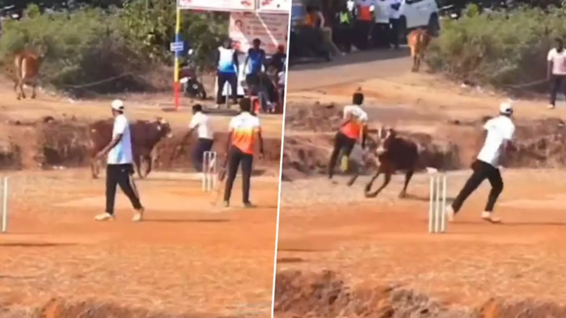 क्रिकेट मैच के दौरान फील्ड में सांडों ने घुस कर किया आक्रमण, मची अफरातफरी