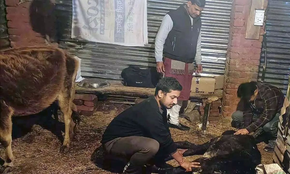 नगरोटा सूरियां के युवा बीमार आवारा गायों को बचाने के लिए काम कर रहे