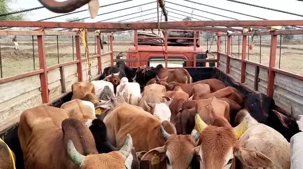 ट्रक से हो रही गायों की तस्करी को ग्रामीणों ने किया नाकाम, घेराबंदी कर पकड़ा