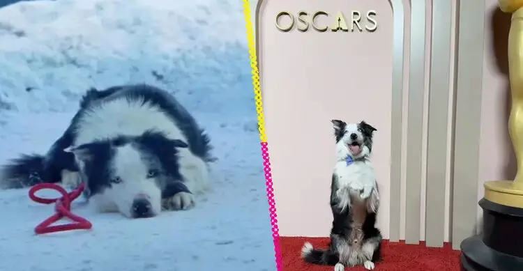 मेसी: उस छोटे कुत्ते की कहानी जिसे 2024 ऑस्कर में आमंत्रित किया