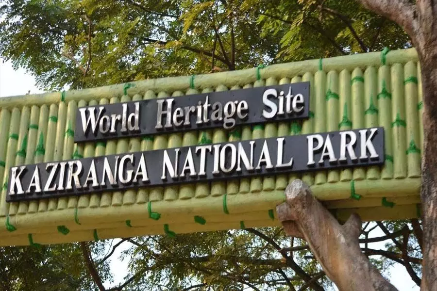 काजीरंगा राष्ट्रीय उद्यान में स्तनपायी प्रजातियों का एक नया सेट खोजा