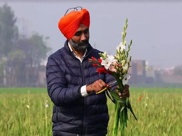 पंजाब, हरियाणा में किसान फूलों की खेती, मोती की खेती के साथ विविधीकरण का उठाते हैं लाभ