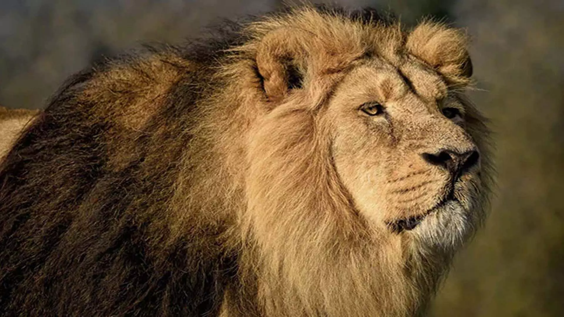 नाइजीरियाई चिड़ियाघर संचालक को शेर ने मार डाला, जिसे उसने जन्म से ही पाला था