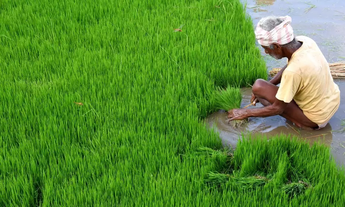 शॉस्ट्रिंग फंड ने रामनाड के किसानों को परेशान कर दिया