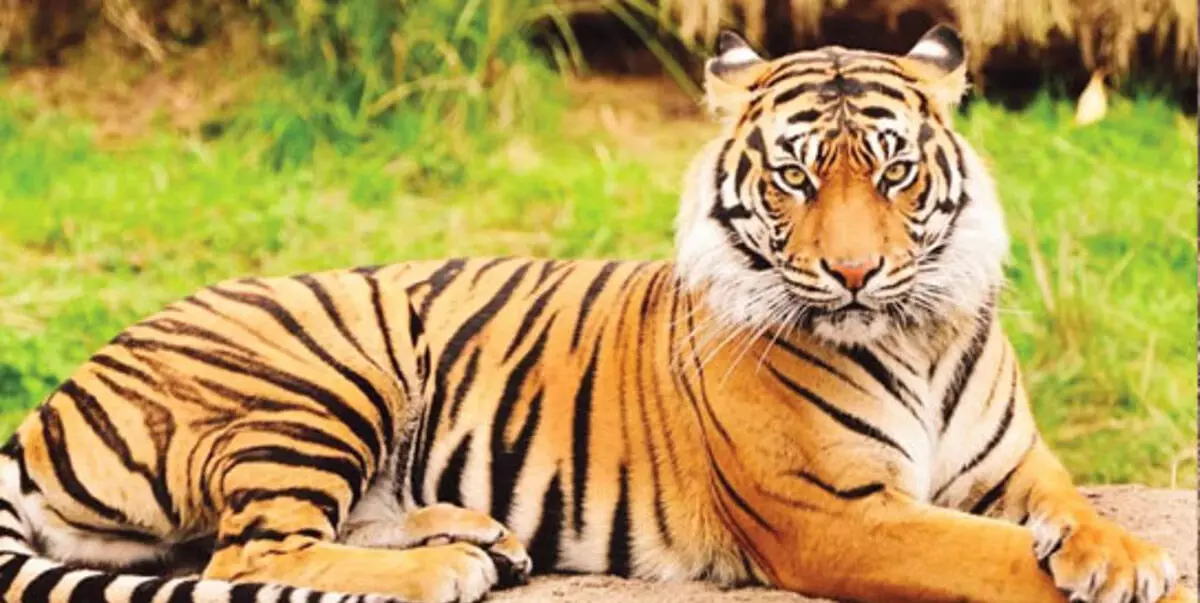 पश्चिम बंगाल के फोटोग्राफर ने काजीरंगा में 60 सफ़ारी में 23 बाघों को देखा