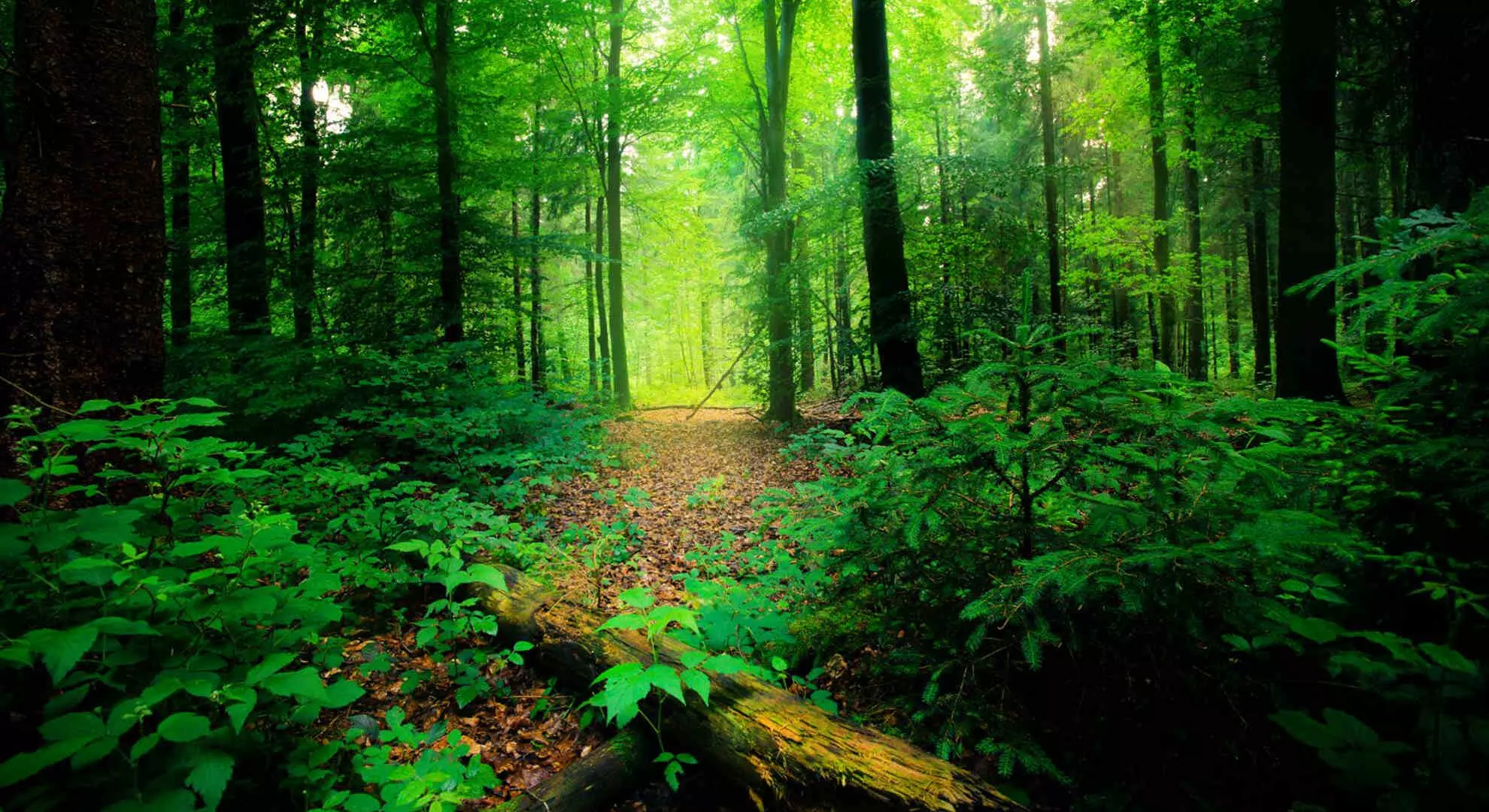 वन संरक्षण पर विचार करें