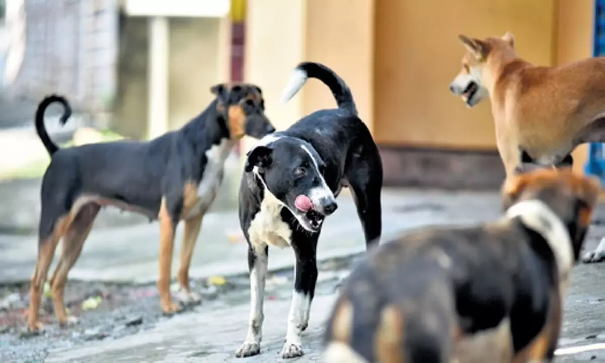 चेन्नई में आवारा कुत्तों के प्रबंधन के लिए दो और एबीसी, टीकाकरण वैन