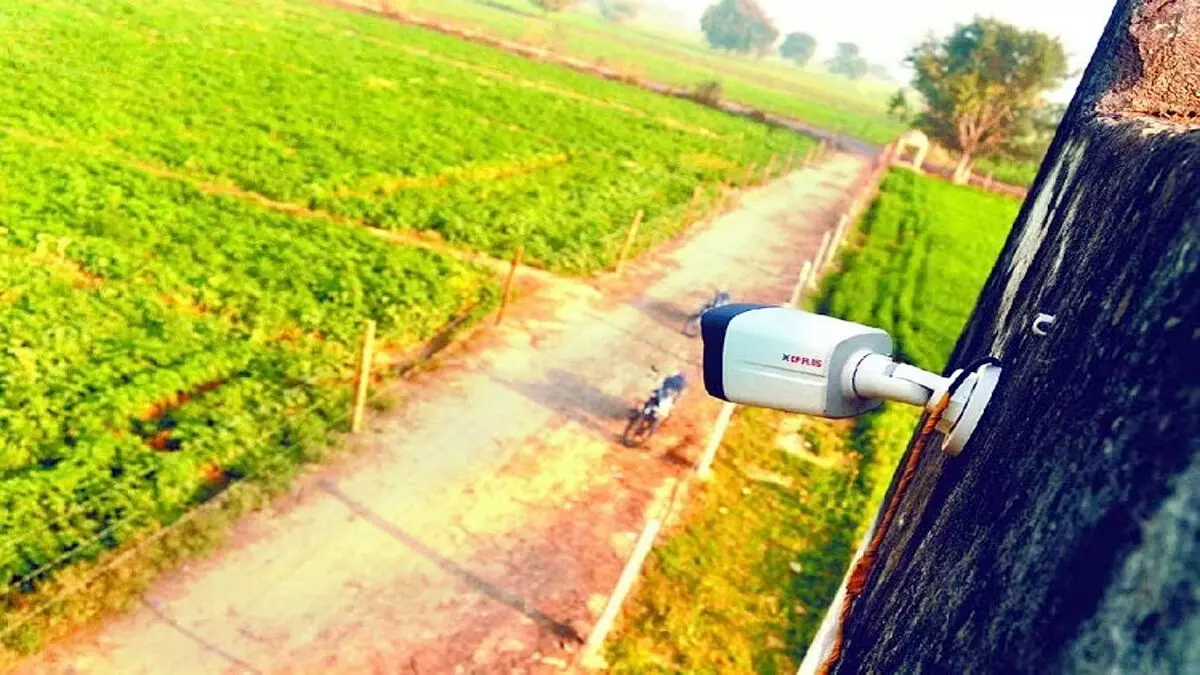 लहसुन की बढ़ती कीमत के चलते चोरी के डर से खेतों में लगे सीसीटीवी कैमरे