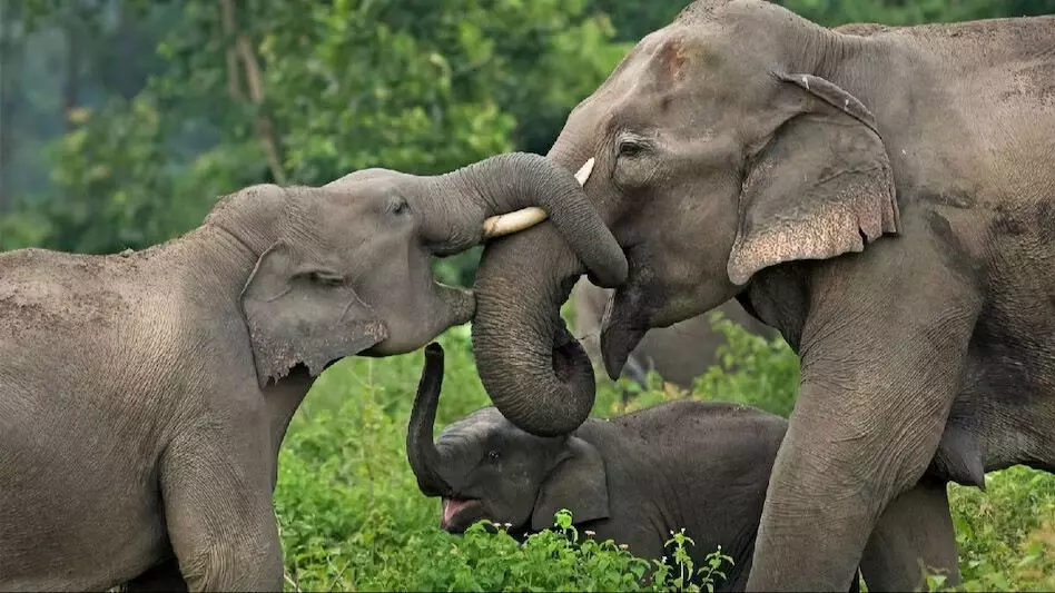 जीपीएस प्रशिक्षण से असम में हाथियों की सटीक आबादी का अनुमान बढ़ता