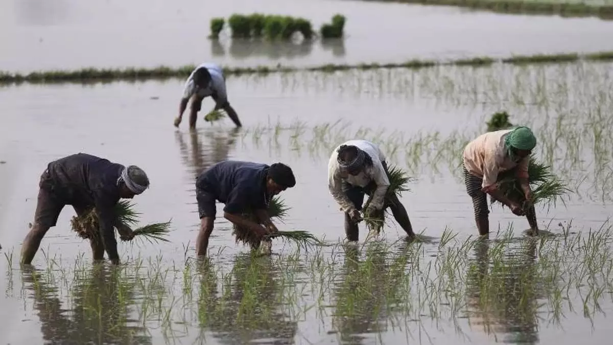 द्रमुक सरकार ने फसल ऋण के रूप में 14 हजार करोड़ रुपये दिए: टीएन मंत्री