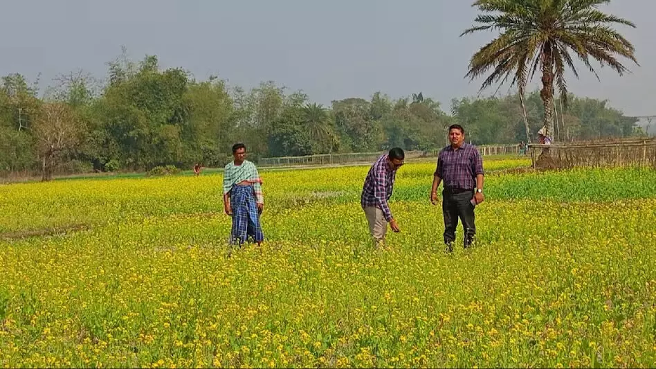त्रिपुरा के किसानों को सरसों की अधिक उपज देने वाली किस्मों से लाभ मिलता